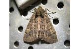 Pachyligia dolosa