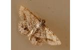 Chiasmia Chiasmia