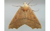 Odontopera arida arida