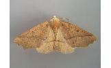 Odontopera arida arida