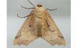 Odontopera arida arida