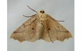 Odontopera arida arida