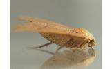 Odontopera arida arida