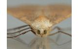 Odontopera arida arida