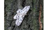 Ascotis Ascotis