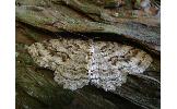 Ectropis Ectropis