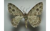 Ectropis Ectropis