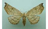 Acrodontis Acrodontis