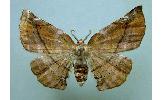 Agaraeus parvus distans