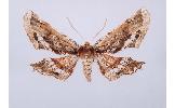 Apochima Apochima