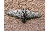 Biston marginata