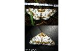 Biston panterinaria sychnospilas