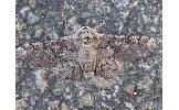Biston robustus ryukyuense