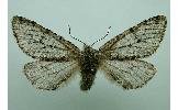 Lycia hirtaria parallelaria