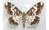 Pogonopygia Pogonopygia