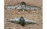 Biston marginata
