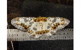 Biston panterinaria sychnospilas