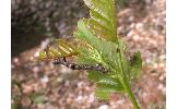 Hypomecis punctinalis conferenda