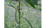 Ascotis selenaria cretacea