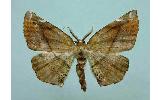 Agaraeus parvus distans