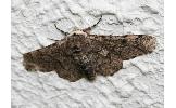 Biston robustus ryukyuense