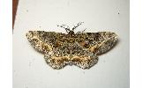 Calicha ornataria ornataria