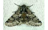 Lycia hirtaria parallelaria