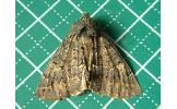Pachyligia dolosa
