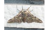 Biston robustus robustus