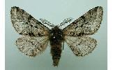 Lycia hirtaria parallelaria