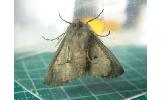 Pachyligia dolosa
