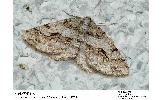 Protalcis concinnata