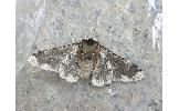 Biston robustus robustus