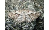 Protalcis concinnata