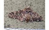 Biston robustus robustus
