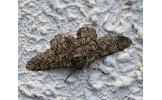 Biston robustus ryukyuense