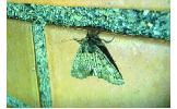 Pachyligia dolosa