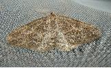 Protalcis concinnata