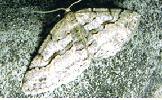Protalcis concinnata