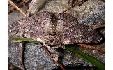 Biston robustus robustus