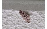 Protalcis concinnata