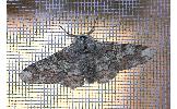 Biston robustus robustus