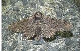 Biston robustus robustus