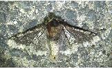 Biston robustus robustus