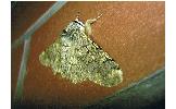 Biston robustus robustus