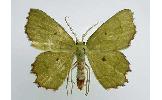 Thalera Thalera