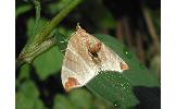 Eulithis Eulithis