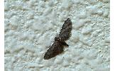 Eupithecia Eupithecia