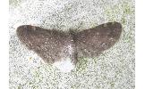 Eupithecia Eupithecia