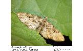 Eupithecia Eupithecia